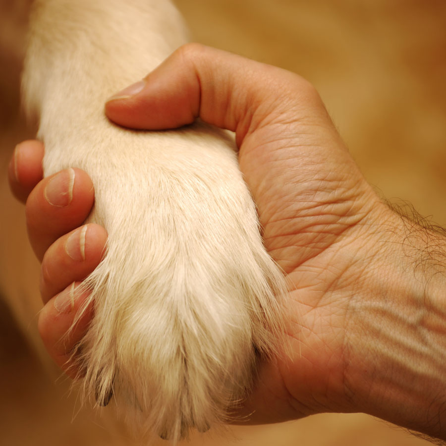 paw-in-hand